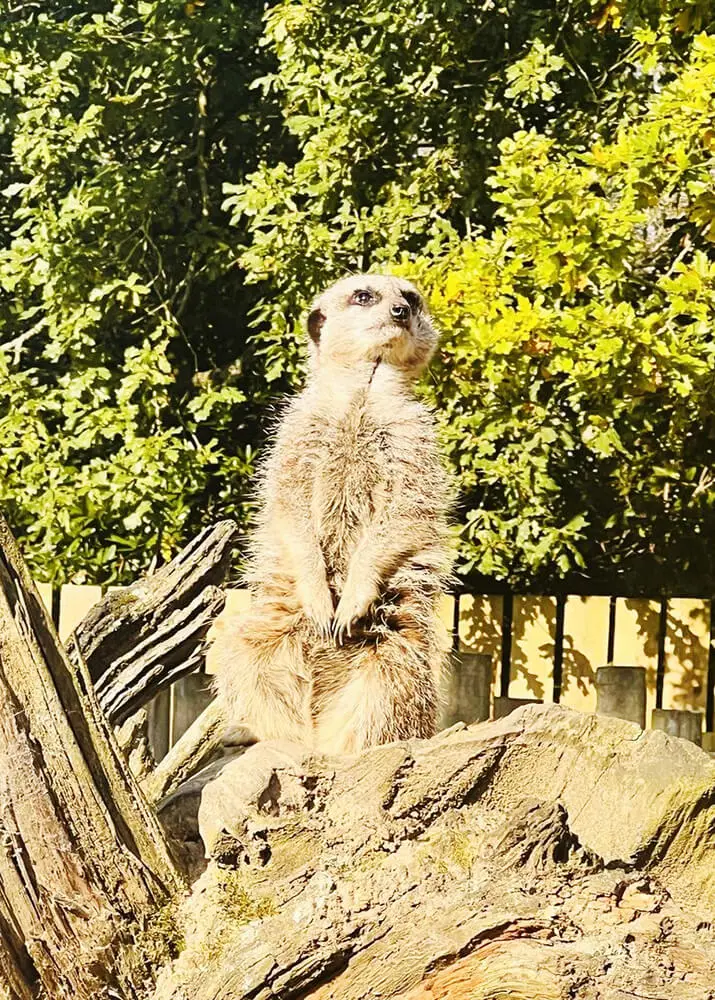 Pupils from The Ryleys School, a private school in Alderley Edge near Cheadle Hulme and Manchester, enjoyed a visit to Knowsley Safari Park